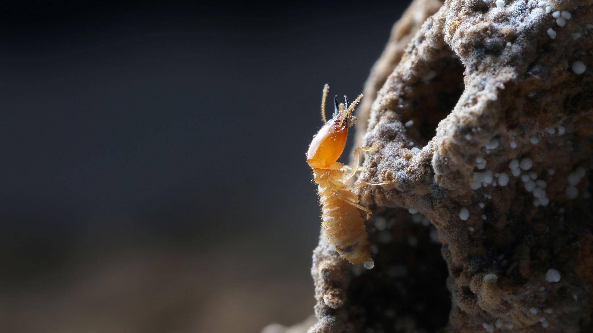 A Little About Termites Pest Control If You Live in the Bay Area